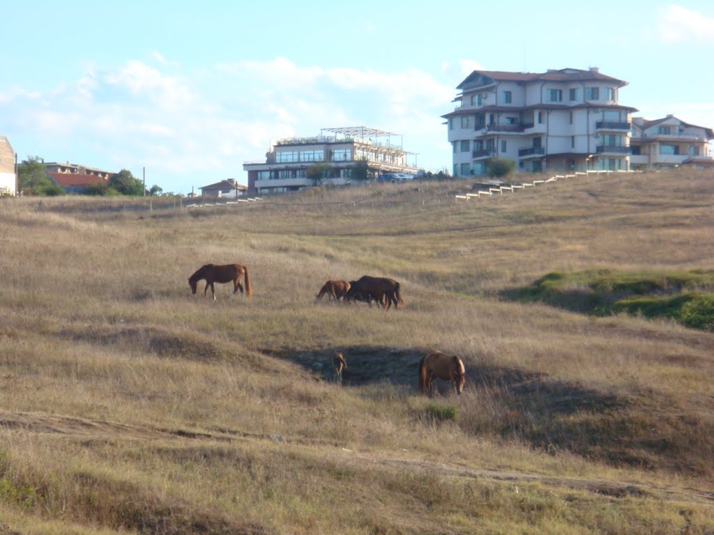 На паша край Синеморец Grazing near Sinemorets by Борис Кръстев