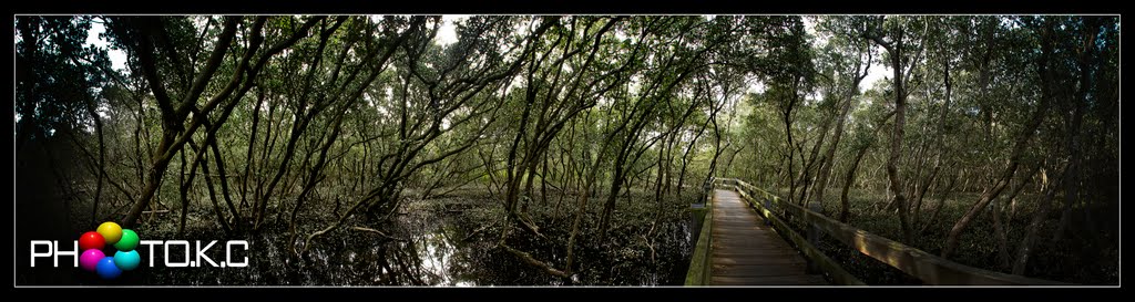 Salt Pan Creek; The native Rhizophoraceae in the wetland communities of Salt Pan Creek is influenced by the tidal flow of the creek, with species and vegetation structure varying with the amount of inundation. The Estuarine – Mangrove Forest growing on the inter-tidal mudflats has extended its natural range due to the impact from settlement. by kevin mcvay