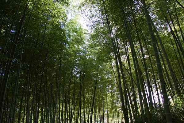 あけぼの山農業公園　竹林 by cecilia_smy