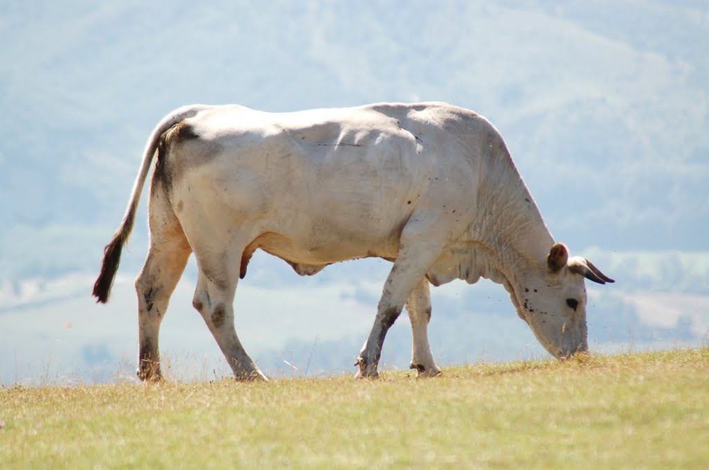 Mucca di Monte Cucco (20/08/2010) by francese