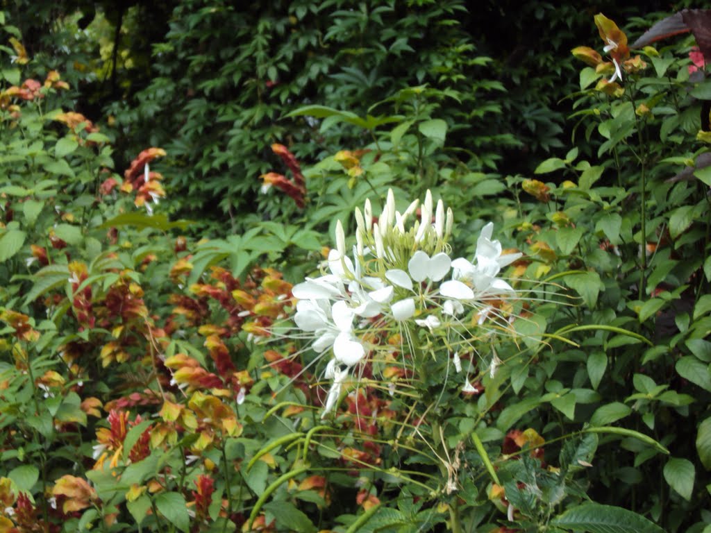 ROYAL BOTANIC GARDENS - KANDY - SRI LANKA by omar abufarha