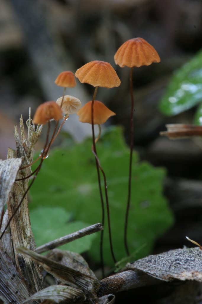 Marasmius by lafotomemata