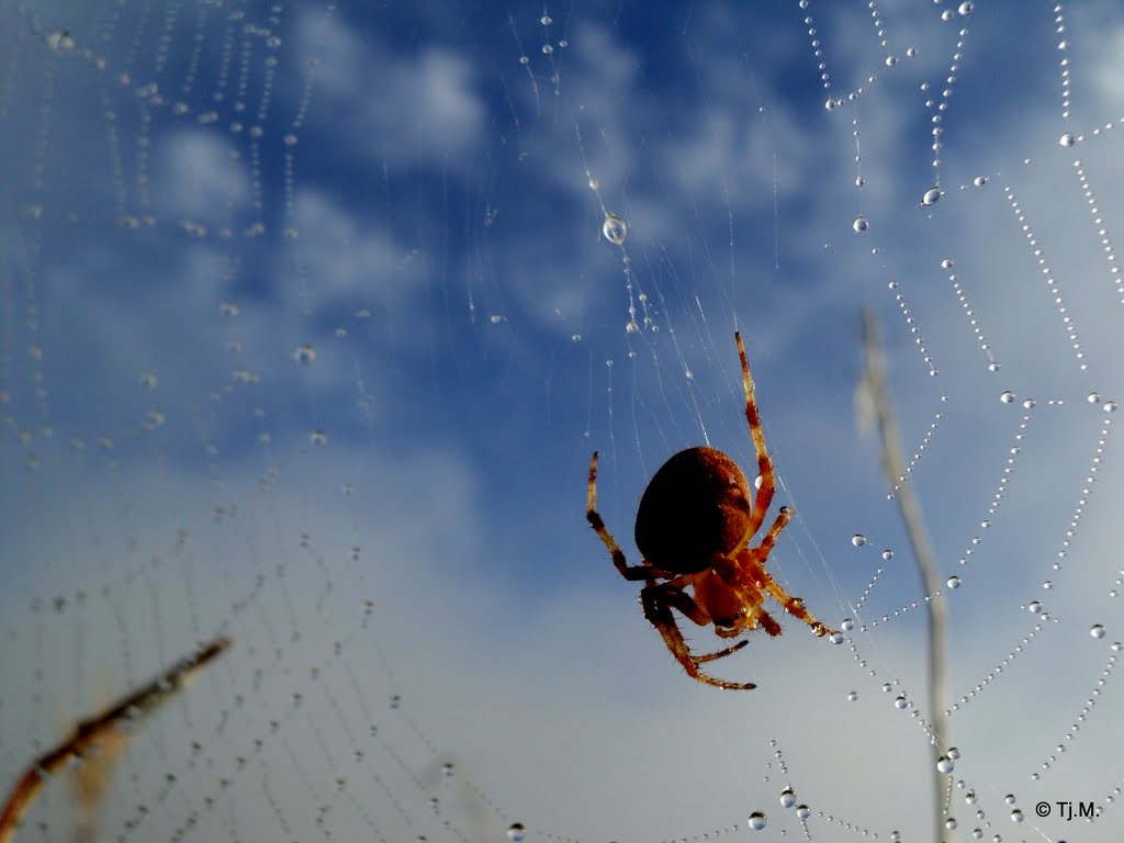 Art of nature. Please enlarge! by Tjeert.Mensinga ©