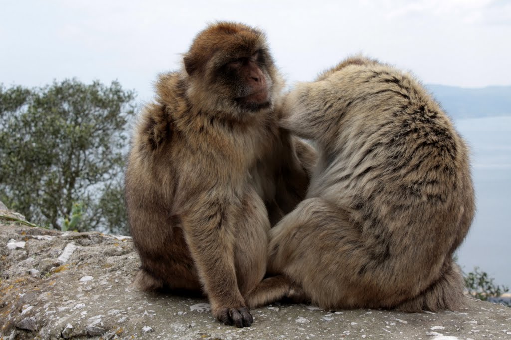 Babary Macaques. Gibraltar by Jari Koivunen