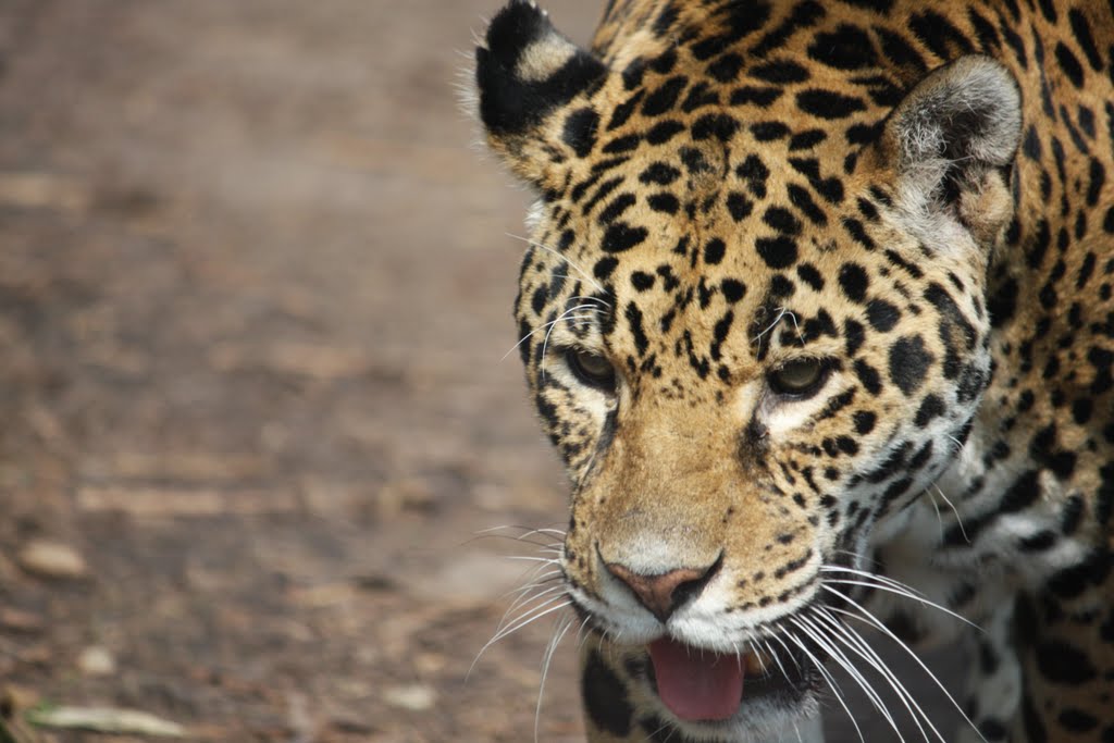 Leopard - Tiergarten Schönbrunn by romano kohlmayer