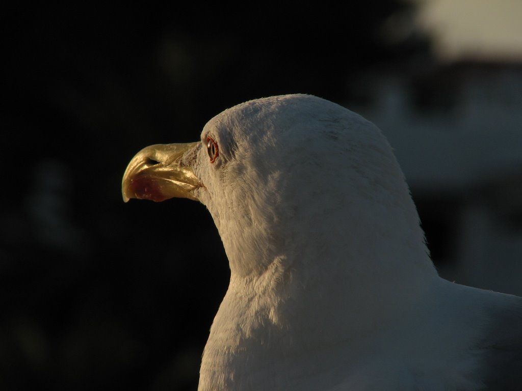 Seagull at sunset by EduardoT