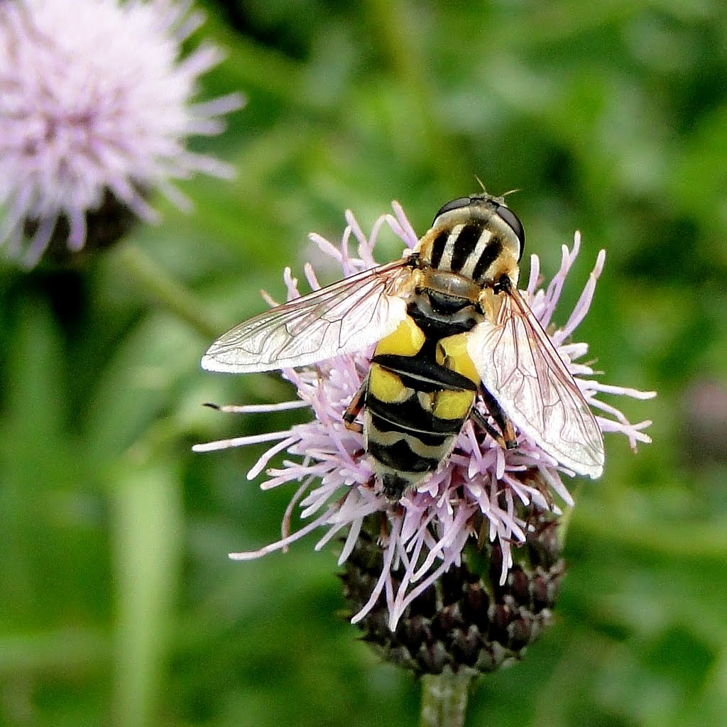 Citroenpendelzweefvlieg (Helophilus trivittatus) by Titie ©