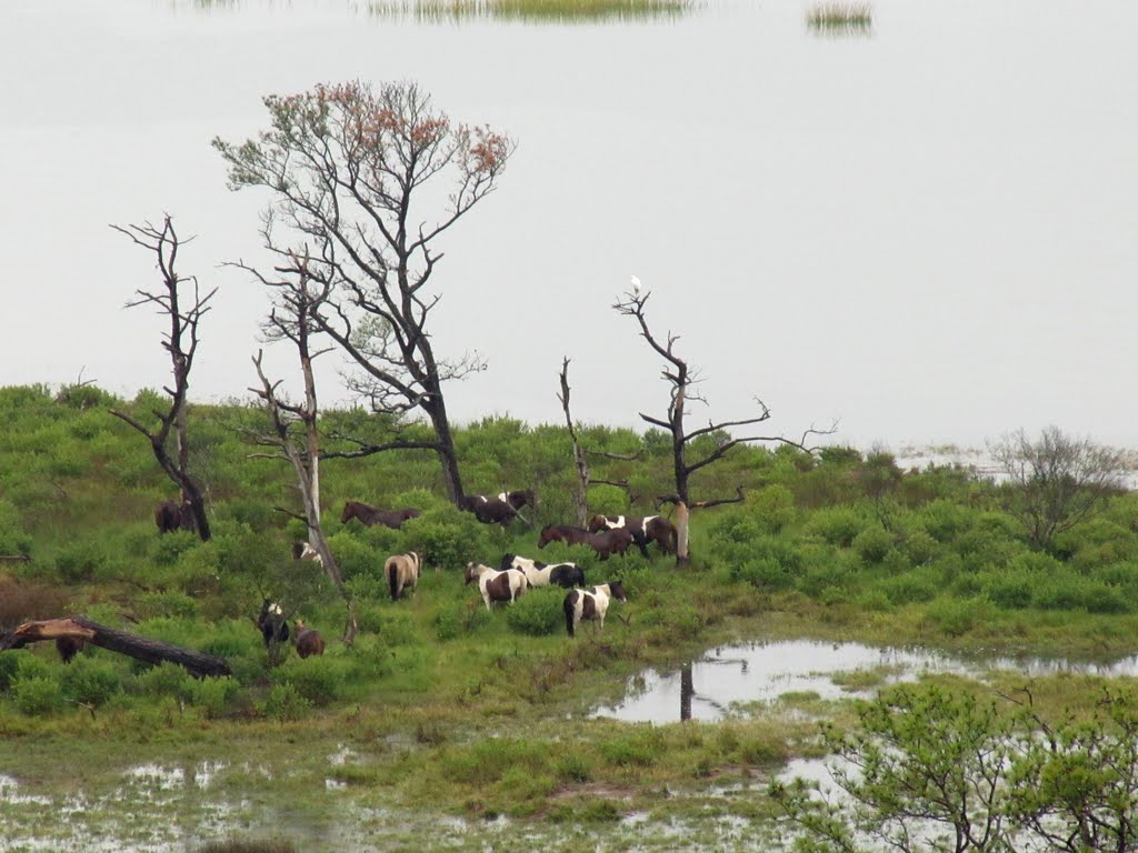 Wild Ponies from Assateague Lighthouse by Chris Sanfino