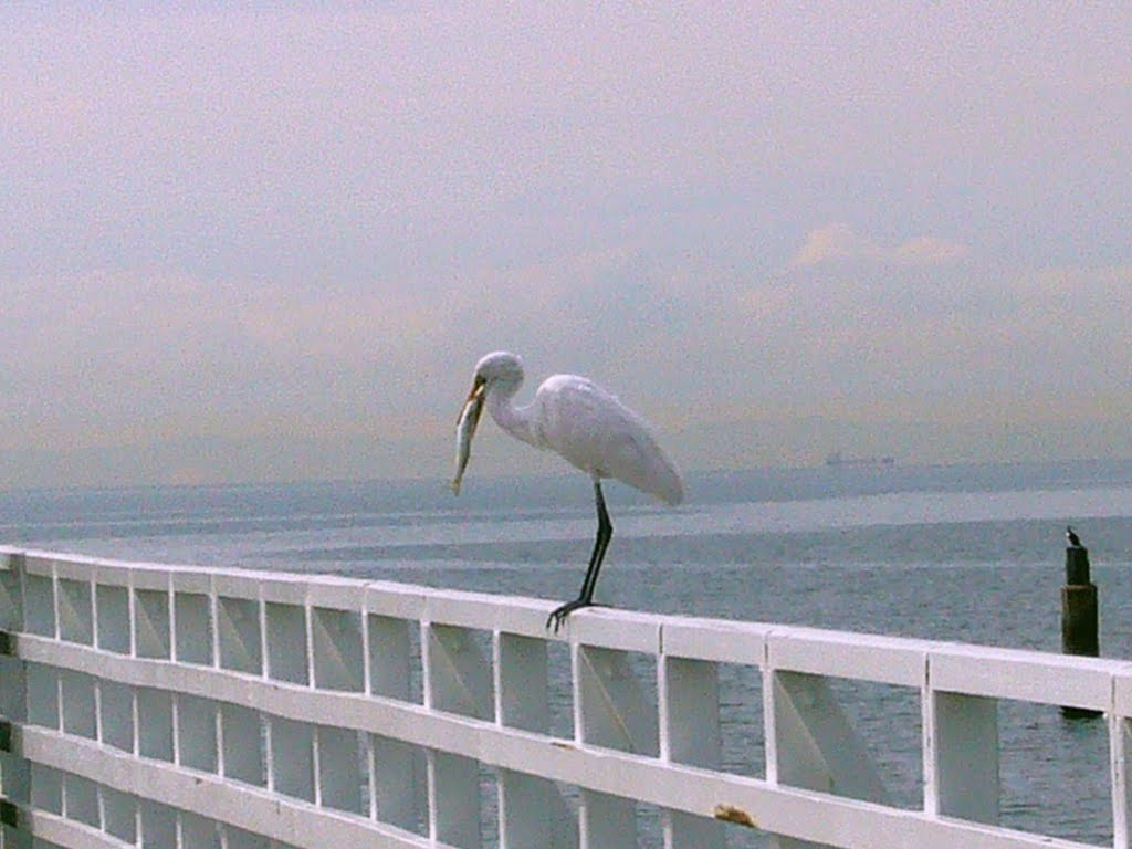 Hungry bird Shorncliffe by Tanya Dedyukhina