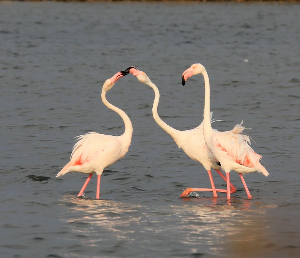 Flamants roses by lorcas