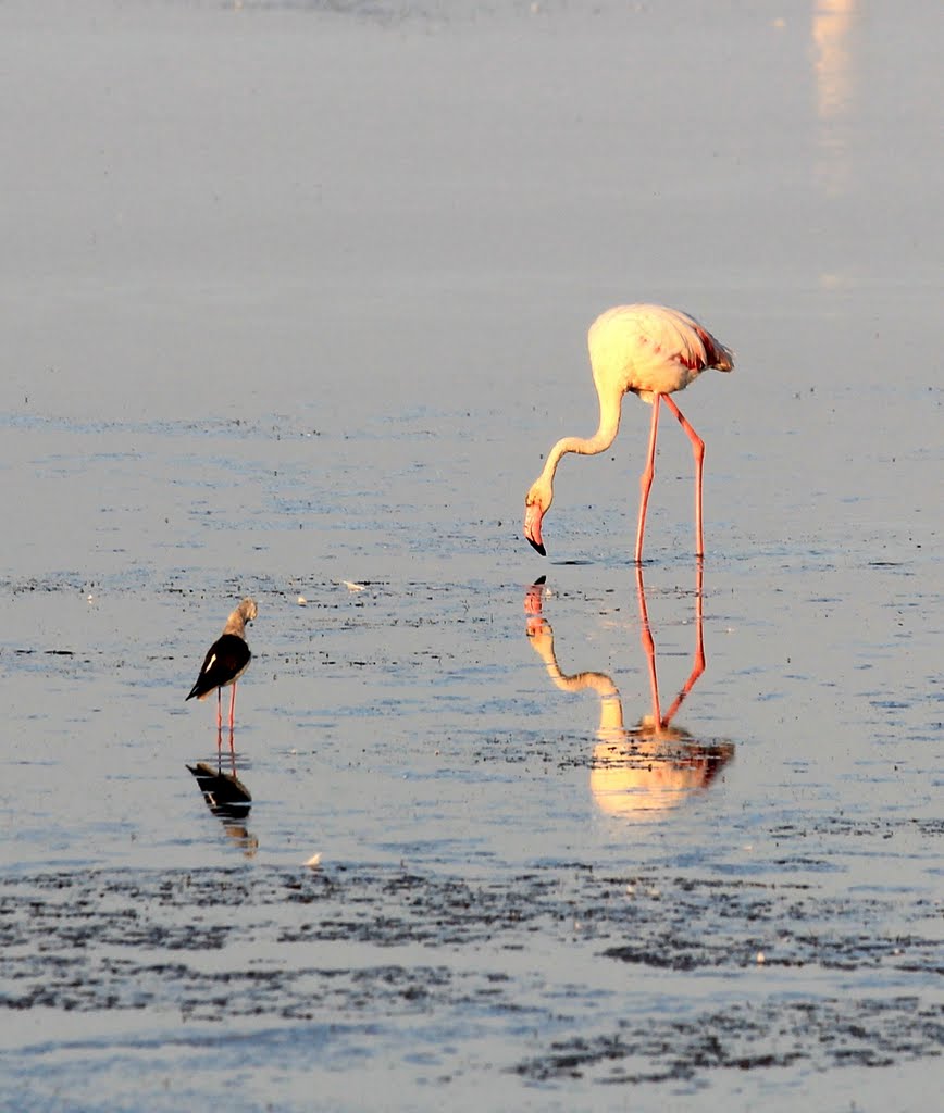 Flamant rose et échasse by lorcas