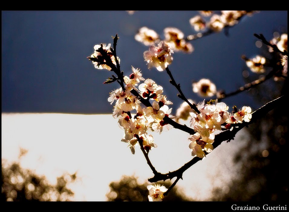 Apricot Flowers at Sunset Time by Graz85