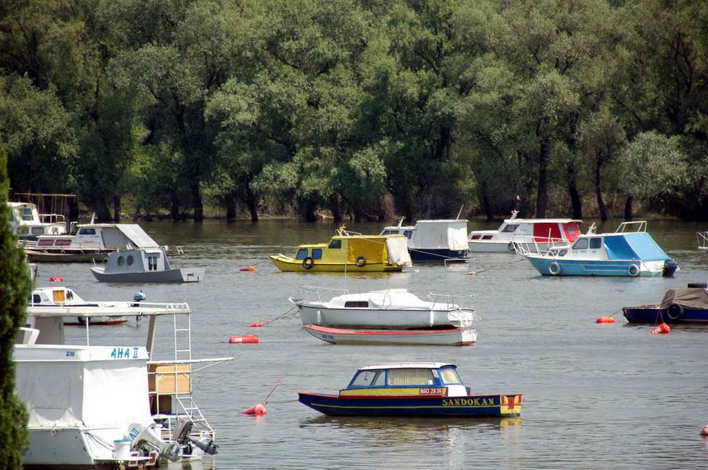 Camci u Marini 4 juli na Dunavu by Teča sa Dunava