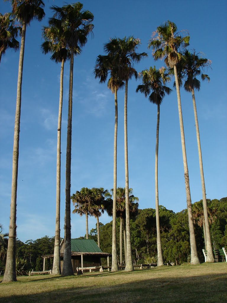 Palmar en la Pajarera by Tongas