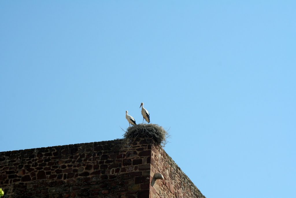 Storks on the Municipal building by jan o b