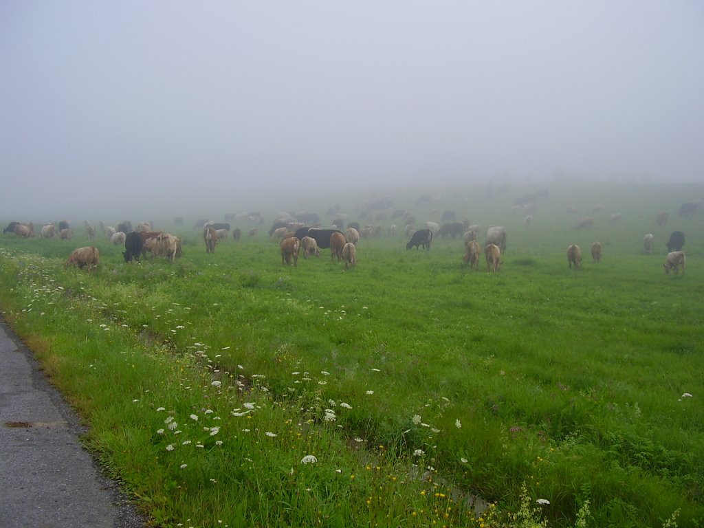 Near Svidnik by Taavi L