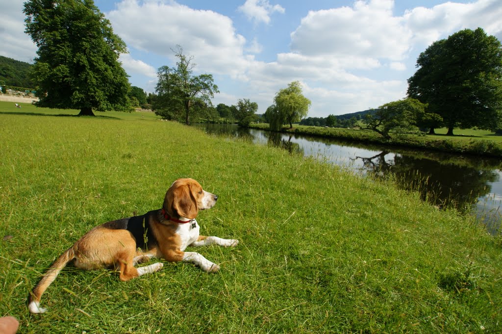 Alfie relaxing at chatsworth by bob gillatt