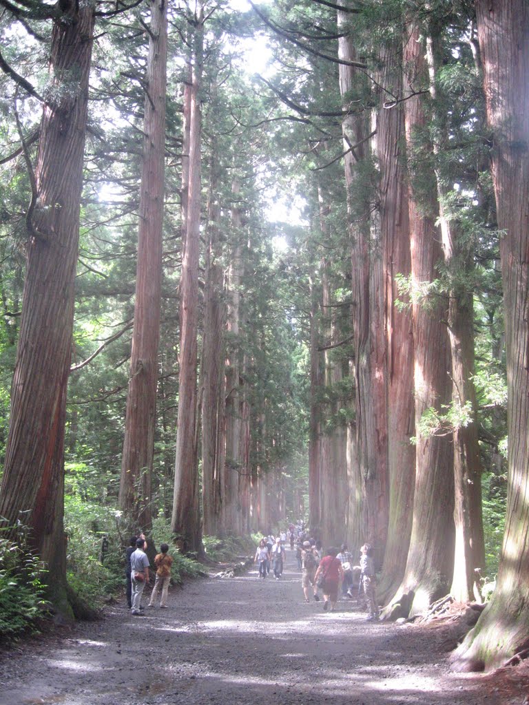 Togakushi Shrine, Sugi lined approach to the upper shrine by tokyolullaby