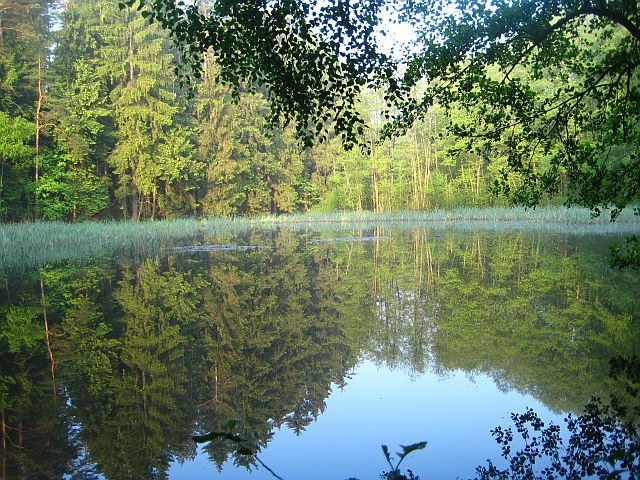 Schwarzer Teich Steina by Uwe Hauffe