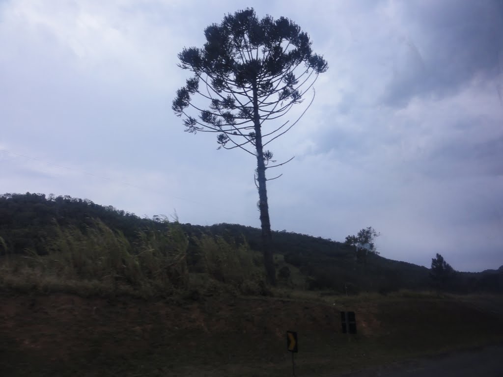 Araucária by altairmesquita