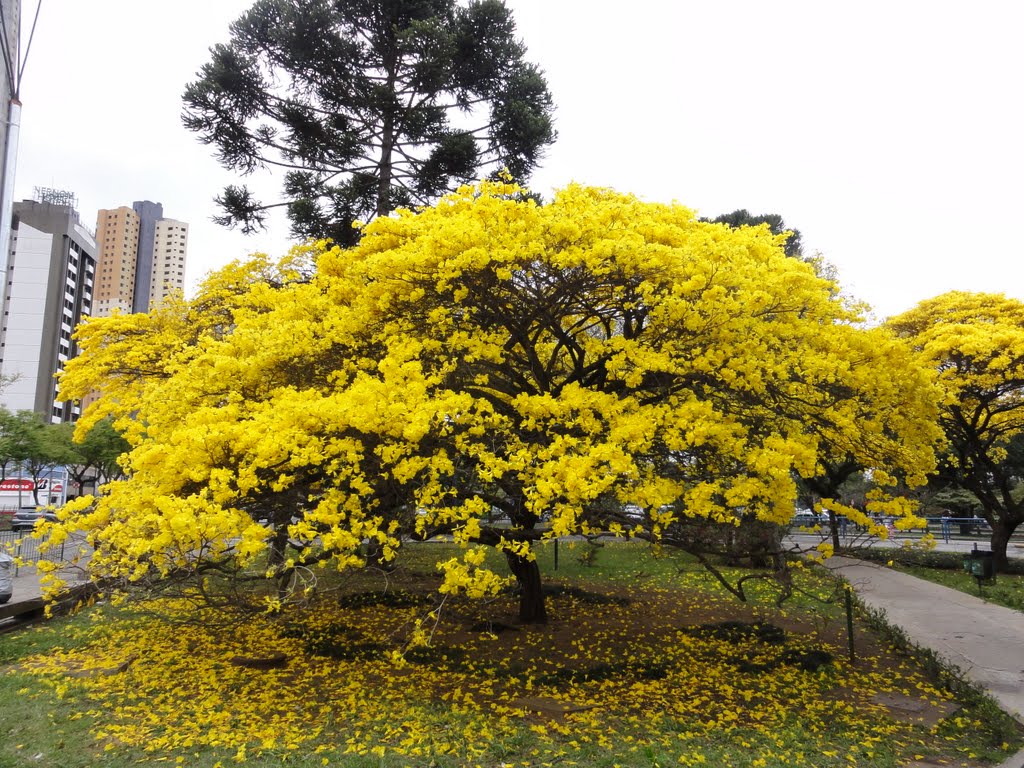 Ipê amarelo by Altair Mesquita