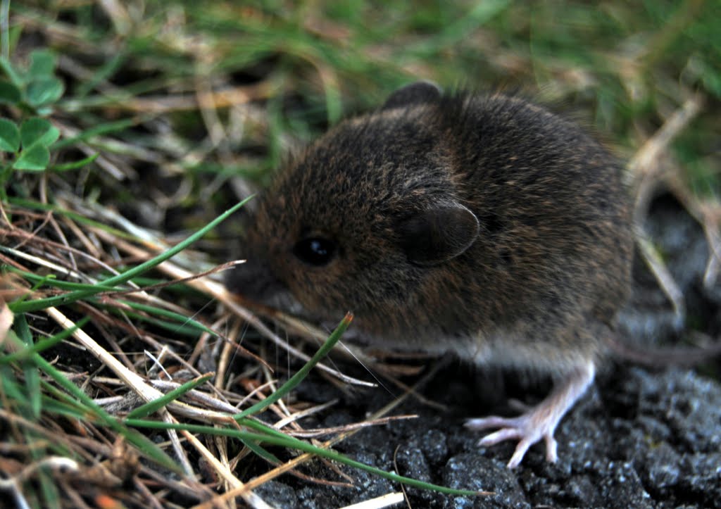 Barmouth Shrew by Russ Hamer