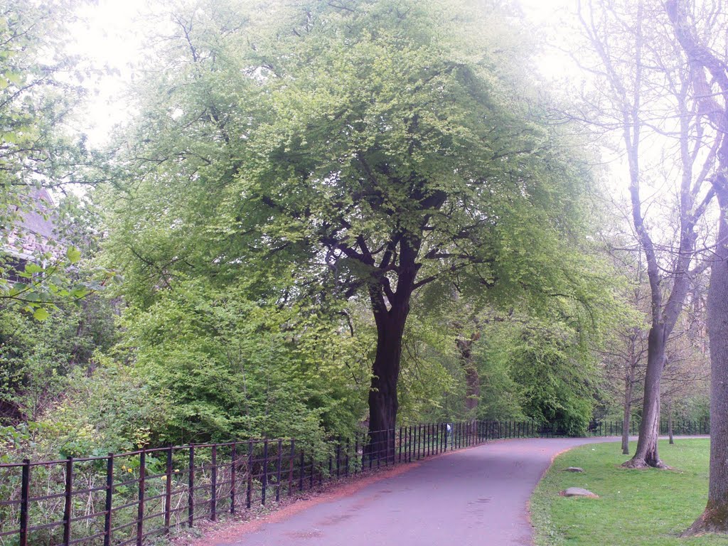 Beech Tree,Glasgow.(121) by Portmoreloch