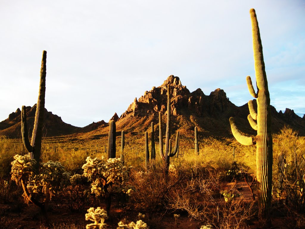 (68)Morning Sunlight, Ironwood Forest National Monument, Pima County, Arizona by David Broome