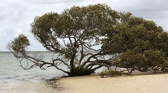 Beach near Inskip Point to Fraser Island by niggl