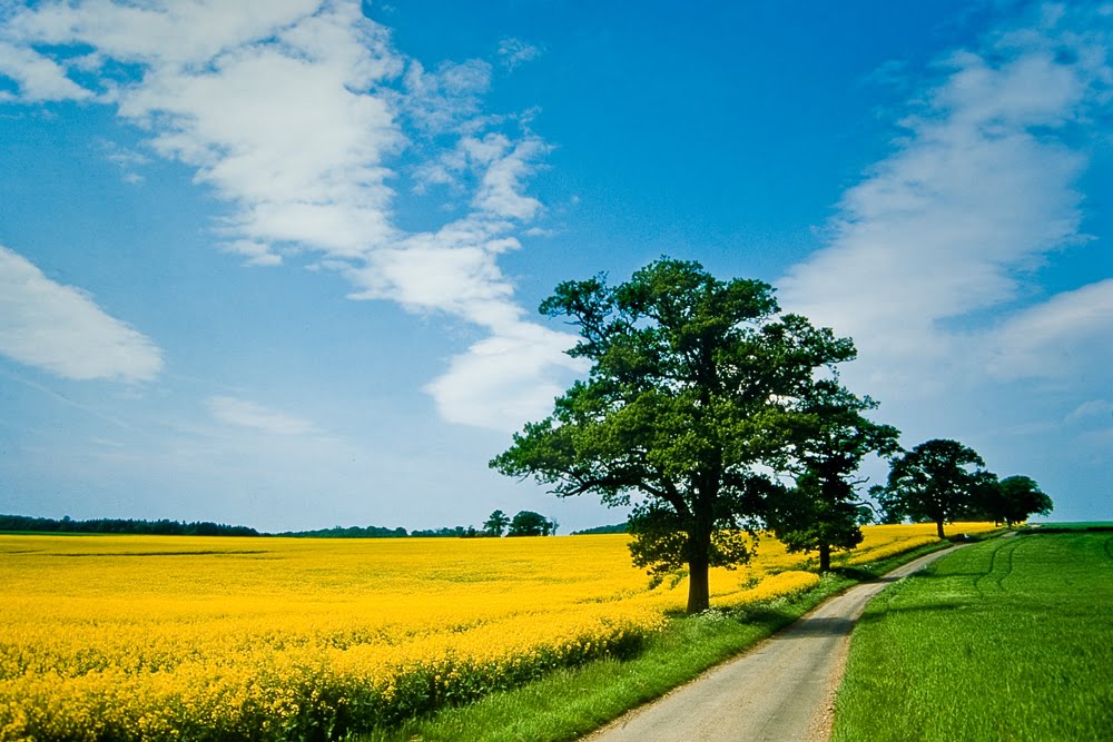 The colour of Summer by Geoff Spivey