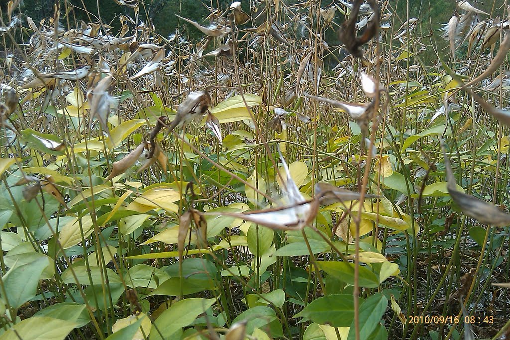 Swallow-Wort Seed Pods by Matt Thompson