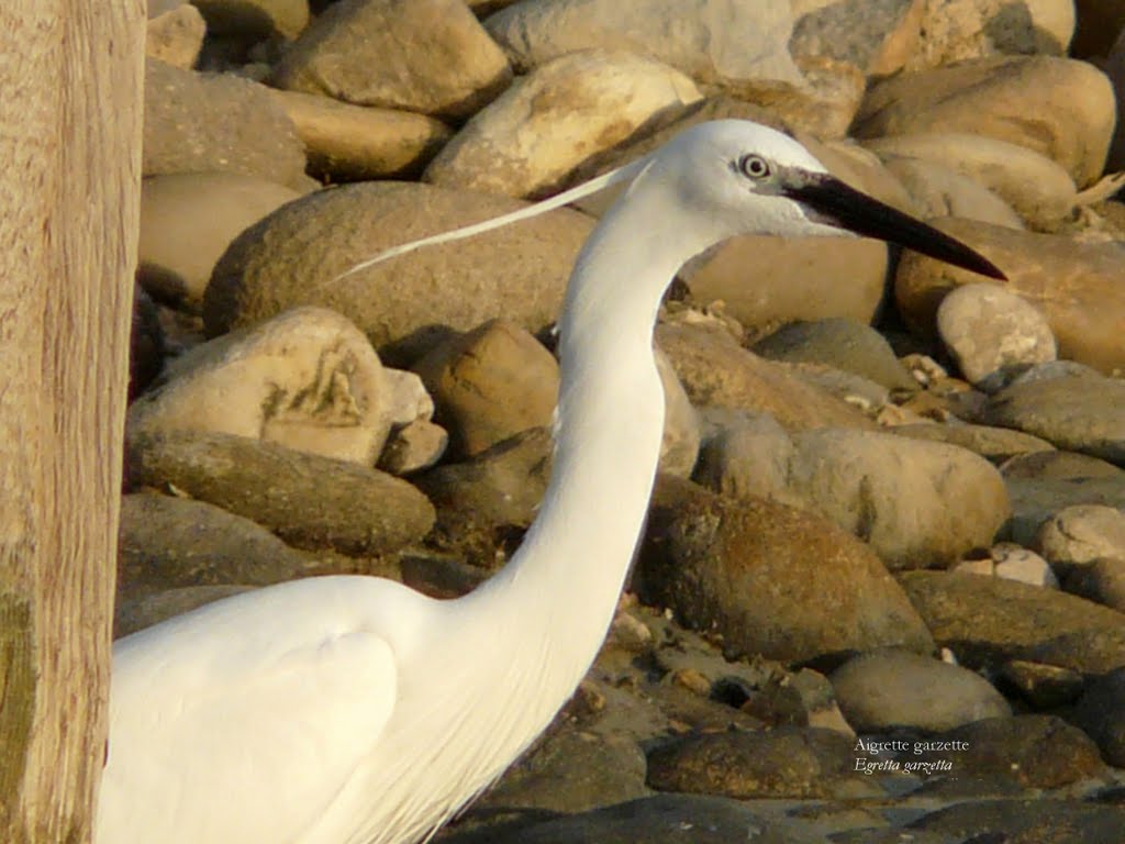 Aigrette garzette / Egretta garzetta by lorcas