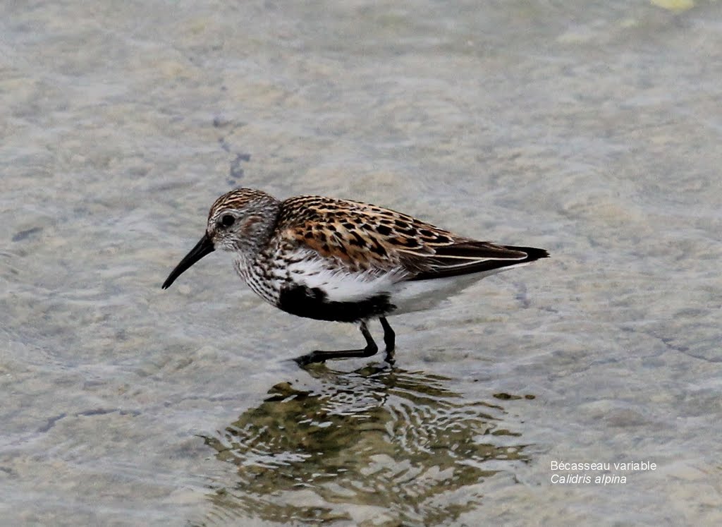 Bécasseau variable / Calidris alpina by lorcas