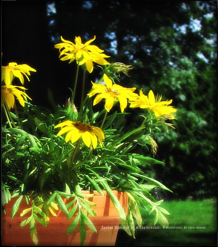 Flowers of the sun (2) ::: 1/1250 f/3.2 iso80 8.6mm (ddd, vivid, 0exp) #2007-110 by michelerocket