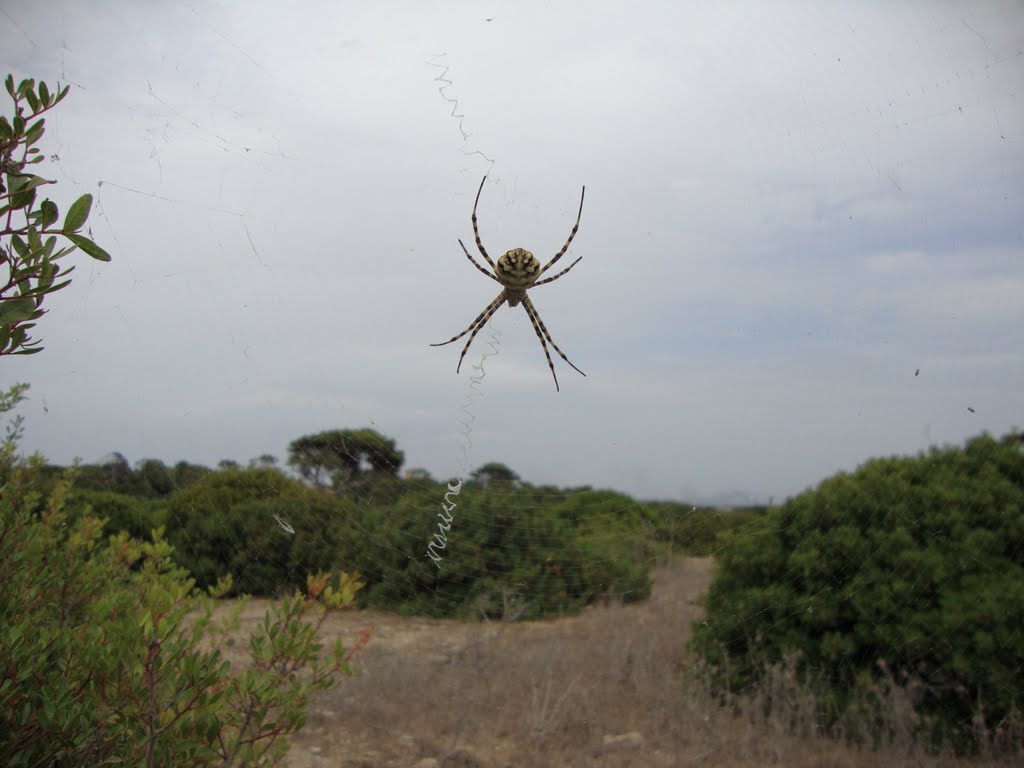 Epeira fasciata (or Argiope fasciata), Mozia by Gianluca Albeggiani …