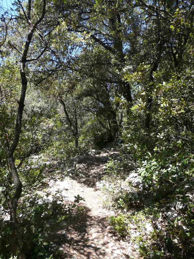 Sentier forrestière à Domaine de la Sablière, Saint-Privat-de-Champclos by David Jimmink