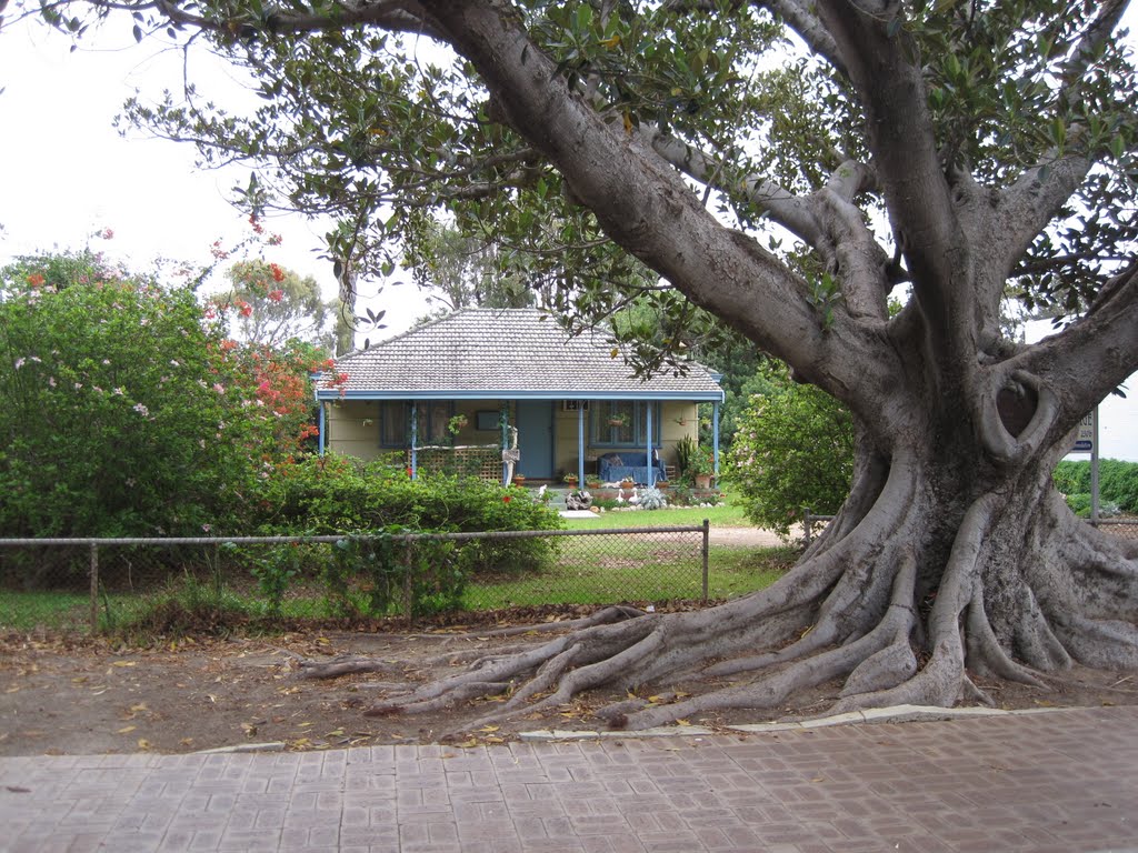 A small house and a big tree by Johan Zuidema