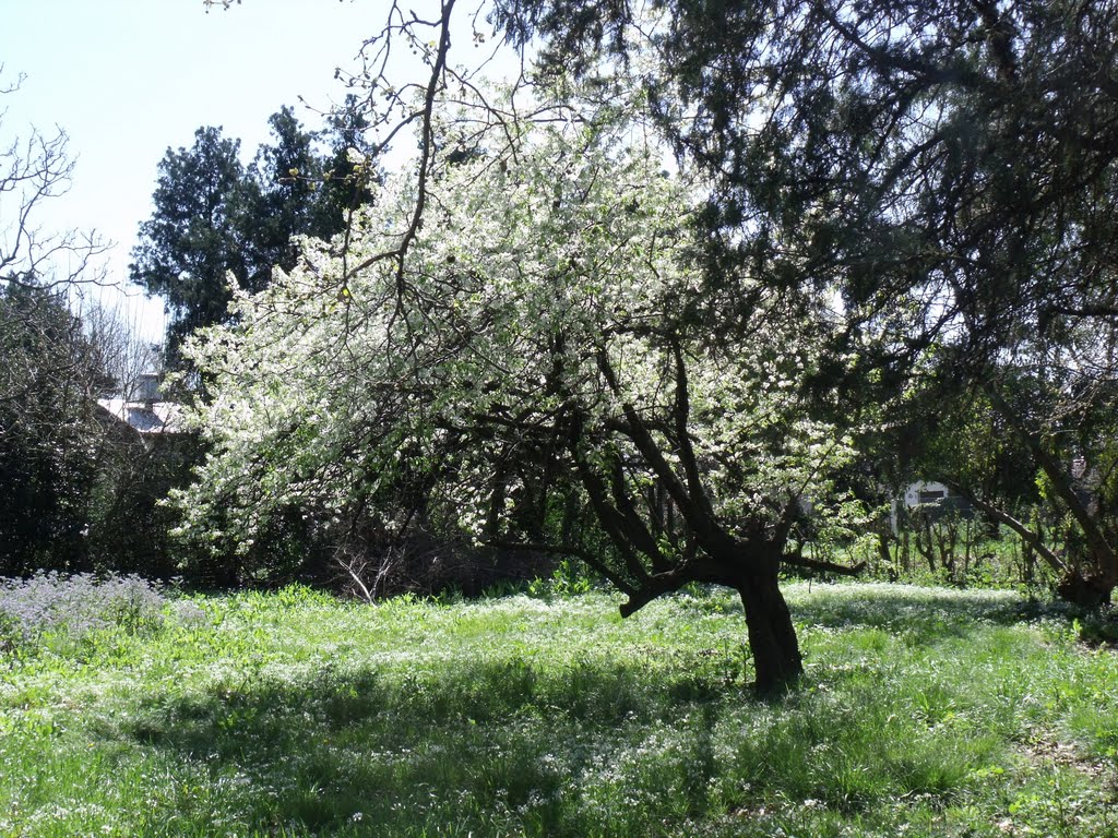 Está llegando la primavera... by Claypolenato sur