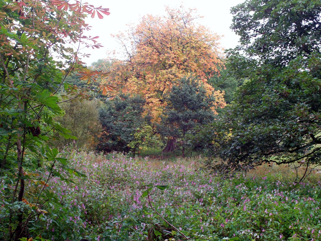 Autumn, Barons Haugh,Motherwell.(142) by Portmoreloch