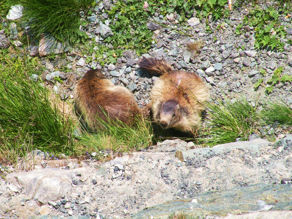 Uitzicht vanaf Kaiser-Franz-Joseph-Hohe op Murmeltiere (© wfmw) by © wfmw