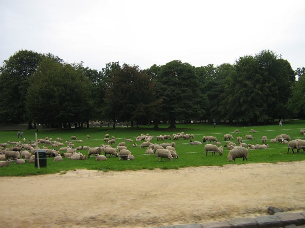 Bruxelles Bois de la Cambre by abelisaurus