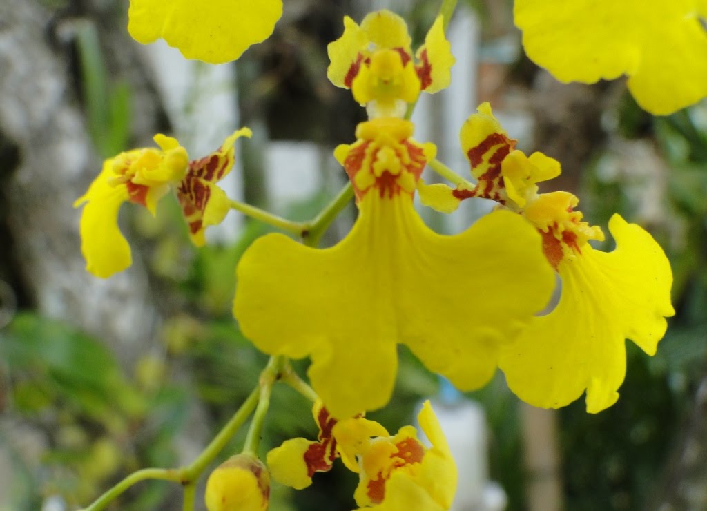 Oncidium flexuosum by Paulo Noronha