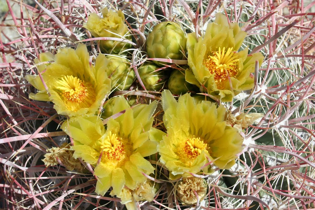 Barrel Cactus, Spring 2009, Borrego,Anza,Desert,Wildflowers, www.BorregoPalms.com,Eric,Hanscom,www.Thai,West.com,EricHanscom,vacation,rental,www.iciplaw.com, by Eric Hanscom