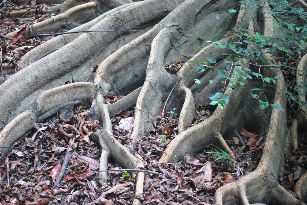 Butress roots: Mt Coot-tha Botanic Gardens by noel & carolyn