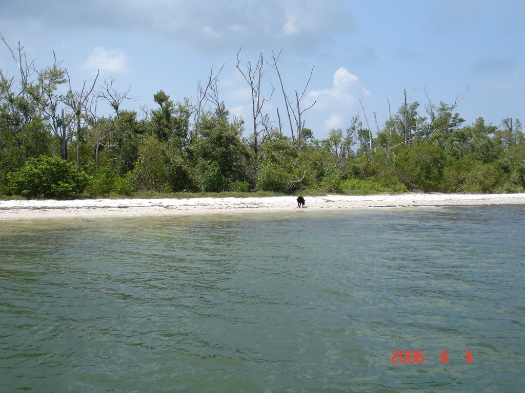 WILD BOAR ON PUNTA BLANCA ISLAND FLORIDA by cjtill