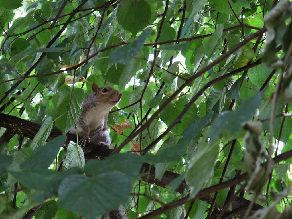 Squirrel, Kensington Gardens by Anja Müller