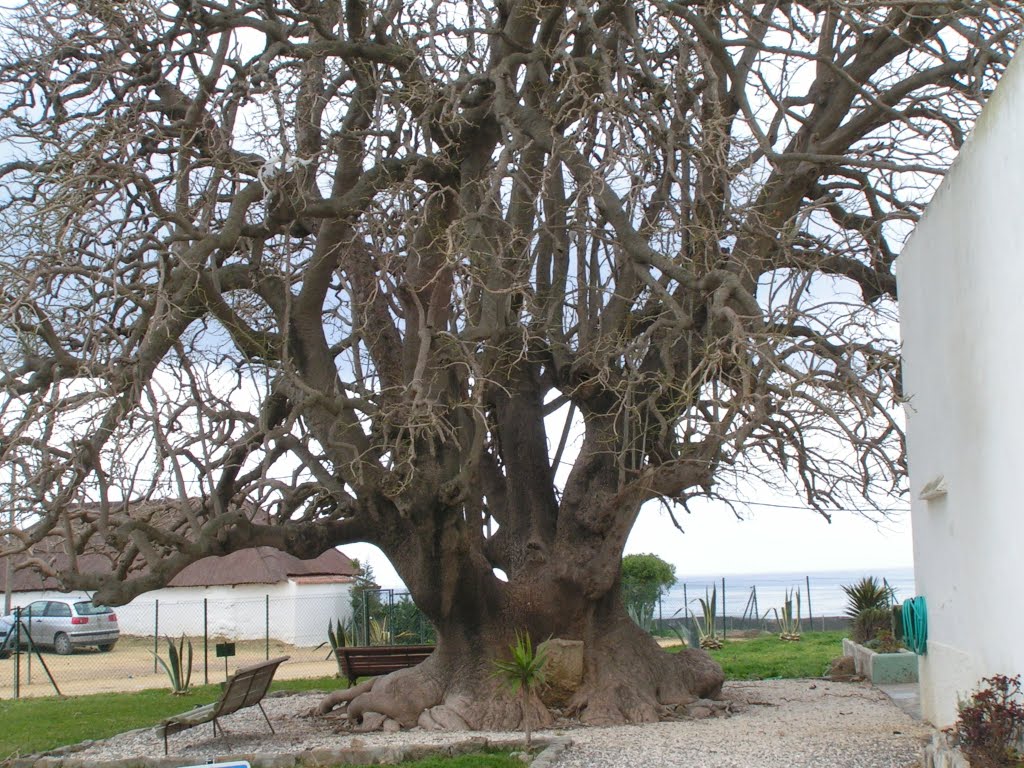 Arbol centenario en Bolonia Playa by Casimiro Diaz