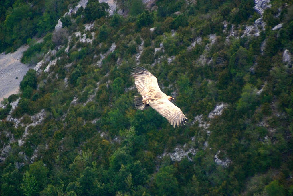 Vulture in Gorges du Verdon by RobenJoke Walkeuter