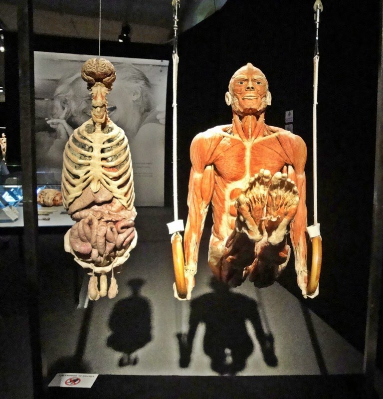 İSTANBUL BODY WORLDS MUSEUM by White HORSE