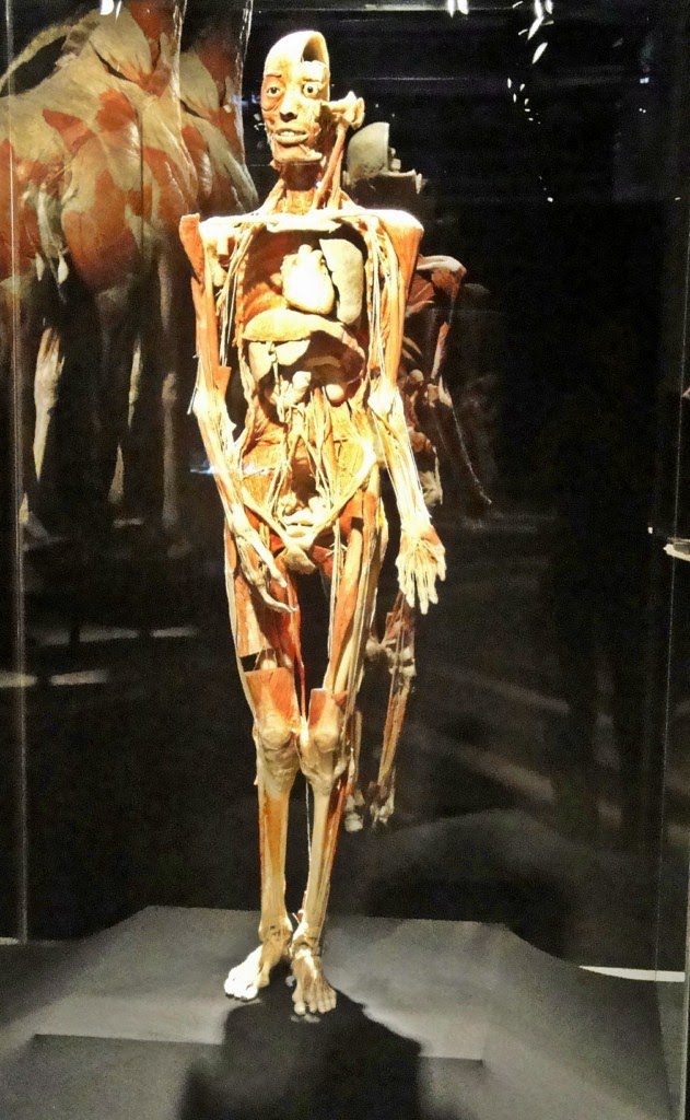 İSTANBUL BODY WORLDS MUSEUM by White HORSE